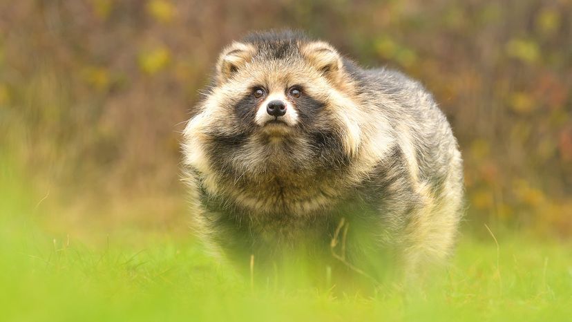 Raccoon dog