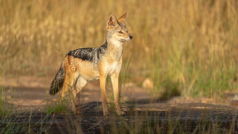Jackal