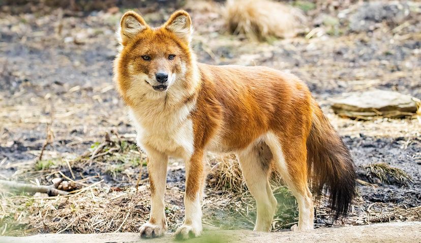 dog