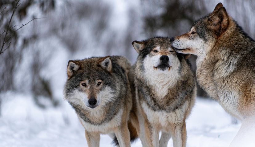 wolves