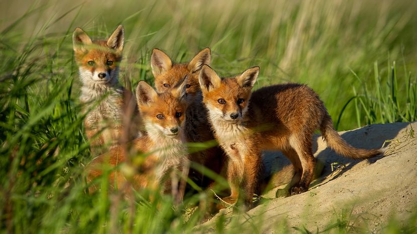 Fox cubs