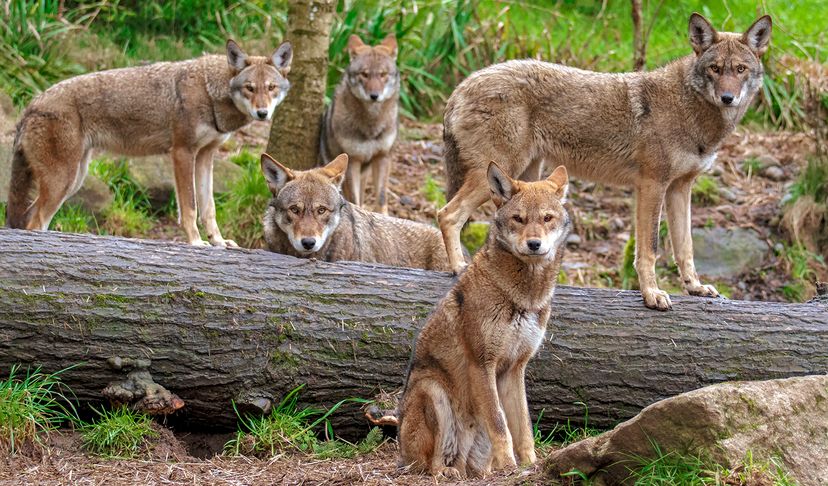 wolves